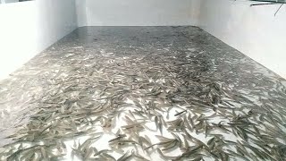 Korameenu Fish Farming in tank updatepart 1 [upl. by Mcnair43]