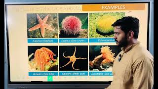 Phylum Echinodermata for class 11 or neet [upl. by Enriqueta]