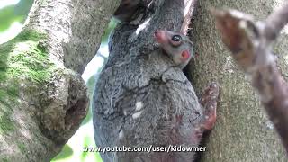 Wild BABY COLUGOFLYING LEMUR with Mummy Singapore [upl. by Gracia]