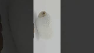 How a SilkWorm lives in the Cocoon timelapse [upl. by Ybroc785]