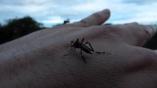 Mosquito Gigante Psorophora ciliata dos hembras picando mi mano en un monte cerca Chajarí [upl. by Tterb]