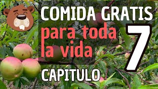 BOSQUE DE ALIMENTOS Permacultura 🌳🌳 ULTIMO VIDEO TIPS FINALES [upl. by Casanova]