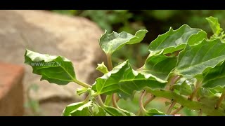 Tips to grow Yanai Nerunjil pedalium murex  herb at your terrace  Poovali  News7 Tamil [upl. by Arymat]