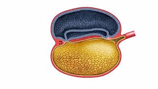 Animation Embryology folding and body cavities [upl. by Staw]