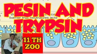 Q PEPSIN AND TRYPSIN COMPARISON  TAMIL EXPLANATION [upl. by Alyekahs28]