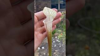 SARRACENIA LEUCOPHYLLA HURRRICANE CREEK WHITE carnivorousplants garden plant [upl. by Alonzo177]