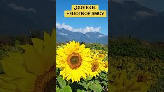 HELIOTROPISMO EN GIRASOL heliotropismo girasol movimientoplantas [upl. by Salim]