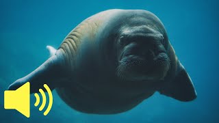 What does a Walrus sound like Sea Animals  Animal Sounds [upl. by Hendricks]