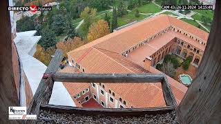 Halcón peregrino 🔴 DIRECTO Museo de América Cámara 43  Madrid [upl. by Darrelle]