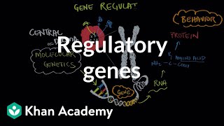 Regulatory genes  Behavior  MCAT  Khan Academy [upl. by Sirromad986]