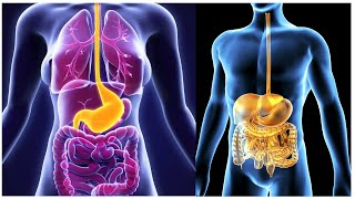 GASTROINTESTINAL SYSTEM ANATOMY amp PHYSIOLOGY REVIEW [upl. by Neerak]