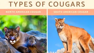 TYPES OF quot COUGARS quot  Full Documentary Of Cougars [upl. by Alisia]