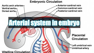 Arterial system of embryo  embryology of CVS  intersegmental arteries  vitelline coronary artery [upl. by Sinnek]