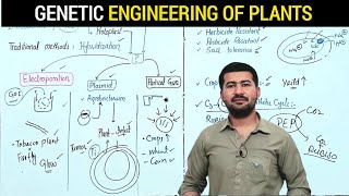 Genetic engineering of Plants  How Scientists are Modifying Crops to Benefit Agriculture [upl. by Rosenkrantz]