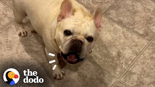 Stubborn Frenchie Hilariously Argues With Mom For 3 Hours Over Dinner  The Dodo [upl. by Dlaregztif]