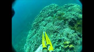 spearfishing WA dunsborough [upl. by Kenji748]