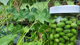 Cucamelon Fridge Pickle and garden chores [upl. by Ceevah984]