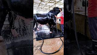 Gigantic Holstein Friesian bull is being showered on a summer afternoon at Brownies Ranch [upl. by Cleti955]