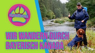 Bayerisch Kanada 🇨🇦  Bayerischer Wald  Wandern mit Hund 🐕 [upl. by Atims]