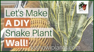 DIY Snake Plant Wall With Sansevieria Laurentii Repotting A Snake Plant [upl. by Brianna]