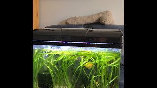 New 5 gallon Guppy breeding tanksInspired By Father Fish Soil and Sand Live planted [upl. by Yard947]