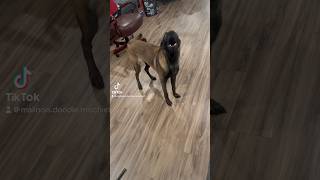 Malinois barking at 400am because of tornadoes belgianmalinois doglife malinoislife [upl. by Bab381]