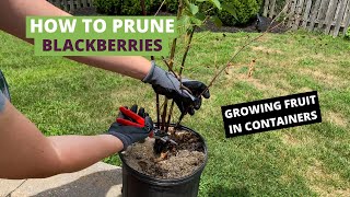 How to Prune Blackberries growing blackberries in containers [upl. by Beal987]