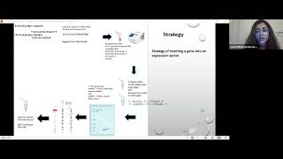 Expression of Gene into mammalian cell [upl. by Phenice]