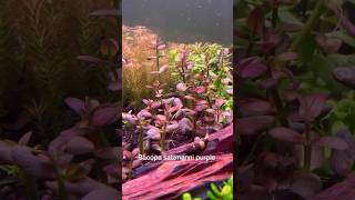 Bacopa salzmanni purple aquarium fishtank fish aquascape bacopasalzmannipurle aquariumhobby [upl. by Gibson259]