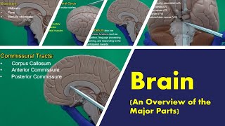 Brain An Overview of the Major Parts [upl. by Shirlee]