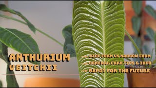 Anthurium Veitchii Wide vs Narrow General Care Tips [upl. by Sallie]