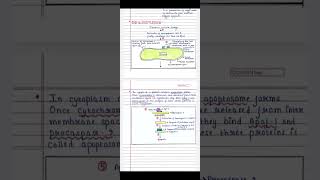 Apoptosis mechanism  Intrinsic pathway  Handwritten notes shorts [upl. by Iams]