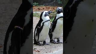 Bedreigde Afrikaanse pinguïn🐧 artis zoo [upl. by Eetsirhc]