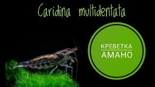 Креветка Амано Caridina multidentata [upl. by Manouch17]