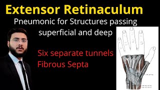 Extensor Retinaculum of Hand l Anatomy l Attachments l Surface marking l upper limb l compartments [upl. by Ielarol]