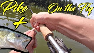 First Pike on the Fly Rod  Bonus WALLEYE  Pine Lake Alberta [upl. by Scarface]