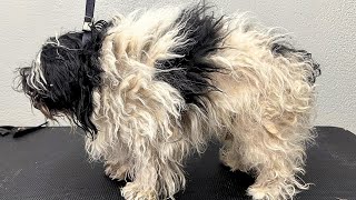 SEVERELY MATTED Havanese [upl. by Ballard]