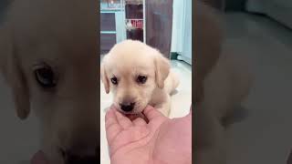 CUTE 🥺 DOG PUPPY 💓 PLEASE HELP  DONT ANGRY doglovers helpdogs yt puppy streetdog dogs pet [upl. by Kelly]