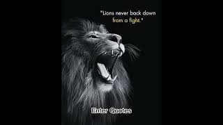 Lions Never Back Down from a Fight🐯 quotes quoteoftheday enterquotes edit writes motivation [upl. by Haramat]