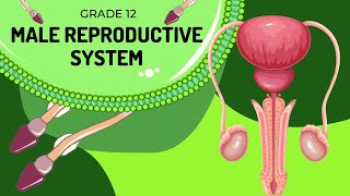 Male reproduction system  Structures and Function [upl. by Ennywg832]