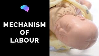 Mechanism of Labour amp Fetal Positions  OSCE Guide  UKMLA  CPSA [upl. by Katt]