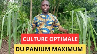 Technique de culture optimisées pour le panicum maximum [upl. by Seravart]