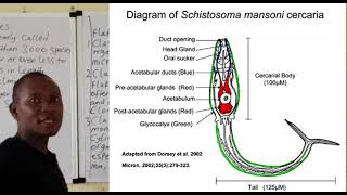 Phylum Platyhelminthes [upl. by Lemire487]