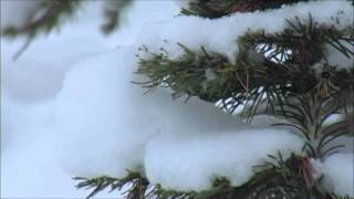 Rain gauges and how to fabricate the rain gauge from a bottle [upl. by Susanne470]