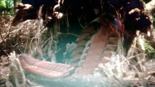 Walking With Monsters Arthropleura [upl. by Almena]