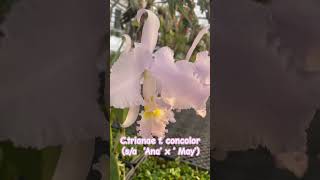 cattleya trianaeconcolor 억불난농원 [upl. by Ahtoelc]