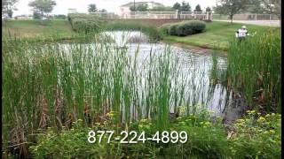 GET RID OF CATTAILS in a pond [upl. by Rube]