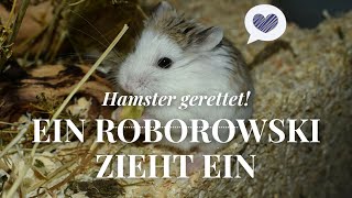 Video veraltet Hamster gerettet Ein Roborowski Zwerghamster zieht ein ❤ September 2016  Nana [upl. by Ilojna797]