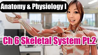 Ch 6 Skeletal System Part 2 [upl. by Mehetabel]