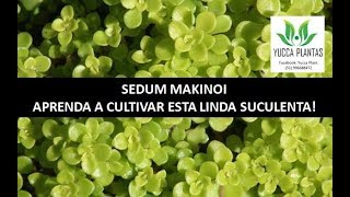 SEDUM MAKINOI MINI SEDUM [upl. by Ennoryt630]